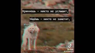 цитата волка 🐺