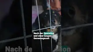 Damals & Heute: Hündin Anastasia | VIER PFOTEN