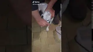 Chien 🐶 Dog VS Souris 🐭 Qui gagne le Combat ?!!