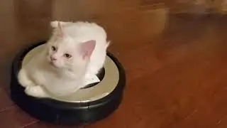Riding on Roomba. KITN recommended!