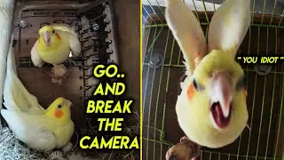 Crazy Cockatiel Bird Angry Conversation with Mr. KV