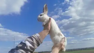 WHY SO CUTE? Rabbit Bunny