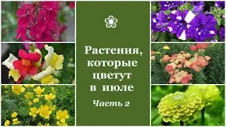 ❀ Растения, которые цветут в июле. Часть 2