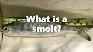 Creek Days 2021 - Smolt Trapping