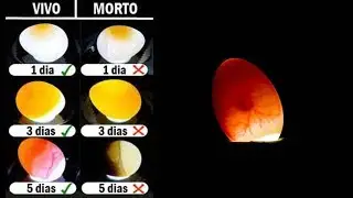 Como Saber Se o OVO Está GALADO, Fazer OVOSCOPIA de Forma Correta - Mundo Caipira