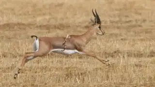 צבי ישראלי עם שש רגליים! A six legged Mountain gazelle