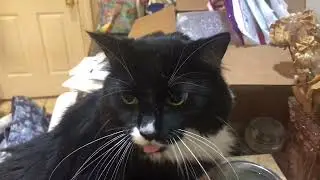 Playing With Cat