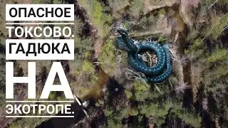 Опасное Токсово. Гадюка. Тропа Здоровья. Озеро Хепоярви - Морье.