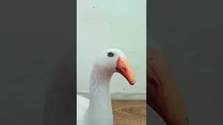 мистер Бомбастик гусь 