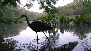 Trail Cam Footage Aug 20 - 27 2024