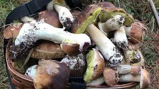 BOLETUS EDULIS A ULTIMOS DE NOVIEMBRE 2018 /2