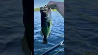 Pb five pounder. #fishing #basslake #lake #bass