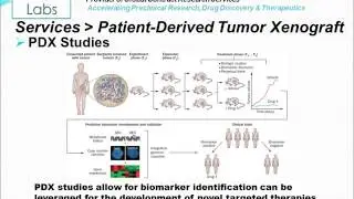 Patient-Derived Tumor Xenograft (PDX)