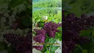 Плыл по городу запах сирени