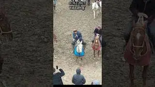 Yakkabog'dan #Muxi polvom #alochi #horse #kopkari #rek #яккабоғ  #love #shahrisabz