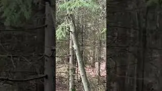 СТАДО КАБАНОВ НА КОПЕ! ПРОШЛИ ПО КАСАТЕЛЬНОЙ!