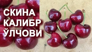 Скина гилос навининг ўлчамлари