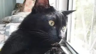 Коты