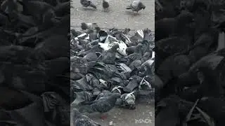 Распродажа 2 по цене одной 🤣