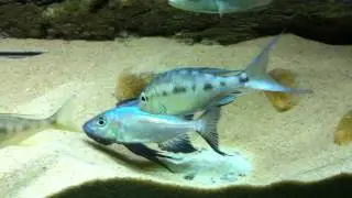 Cyathopharynx foai Sibwesa constracting & defending territory - PISCES