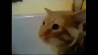 Davutttt