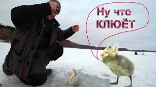 Зимняя рыбалка на ЧЕРТА и ВЕДЬМУ.Ловля подлещика.