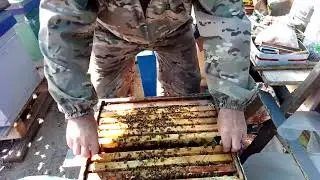 разборка полного гнезда, наличие расплода и белка.