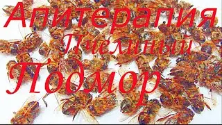 Пчелиный подмор от многих болезней
