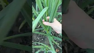 Garlic turned yellow? Do this 