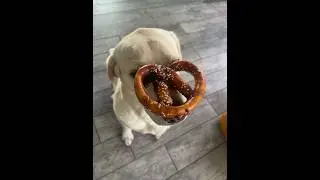 Labrador Lucy will do anything for a doggie pretzel 👀 #labrador #dog #funny #cute #puppy