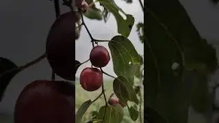 एप्पल बेर 😋😋#btlmanish #kheti #kisan #vlog