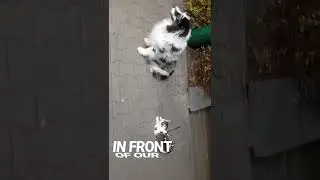 SHOCK 😱Leashed Dog And Cat 🐶😻