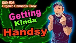 S09 E06 Day 42 Of Our Cannabis Grow - Week 3 of Veg -  Watering, Training & Pinching Ongoing