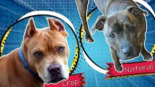 Dog Ear Cropping and Tail Docking - Is It Necessary?