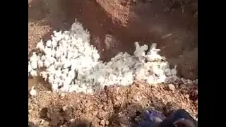 Coronavirus panic | Indian farmer destroying chicken to prevent #Coronavirus