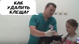 Как удалить клеща