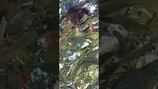 Эх ты белка-белка чудо природы