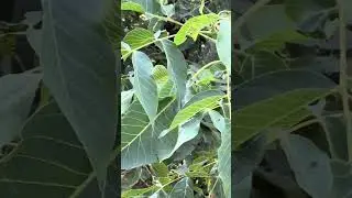 Соседка к утреннему кофе