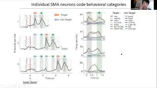 Talk: Neural correlates of auditory categorization in the supplementary motor area