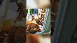 The hawk lives on the balcony