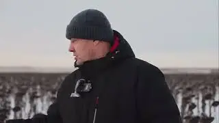 О уборке подсолнуха
