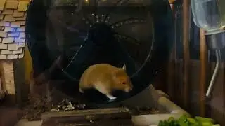 Mochi Pochi Was Looking for a Scape route #hamsterbabies #hamsterpet
