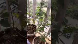 My balcony garden | home sweet home 🏡