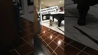 Playing football #puppy #puppytraining  #aaronrodgers #nflshorts #footballshorts