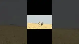 Prairie Chickens Fighting Short
