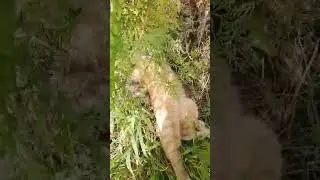 Мурзик под кипарисом/дачные хлопоты!