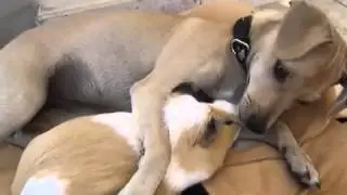 Маленькая дружба