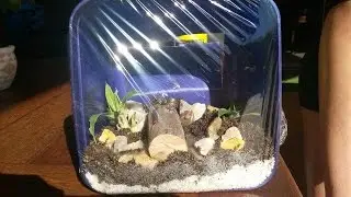 How to make a SIMPLE bug terrarium