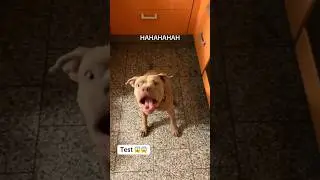 Alguém se deu mal 😱😱🙈🙈 #humor #dicas