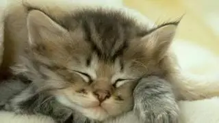 Purrfect Love
